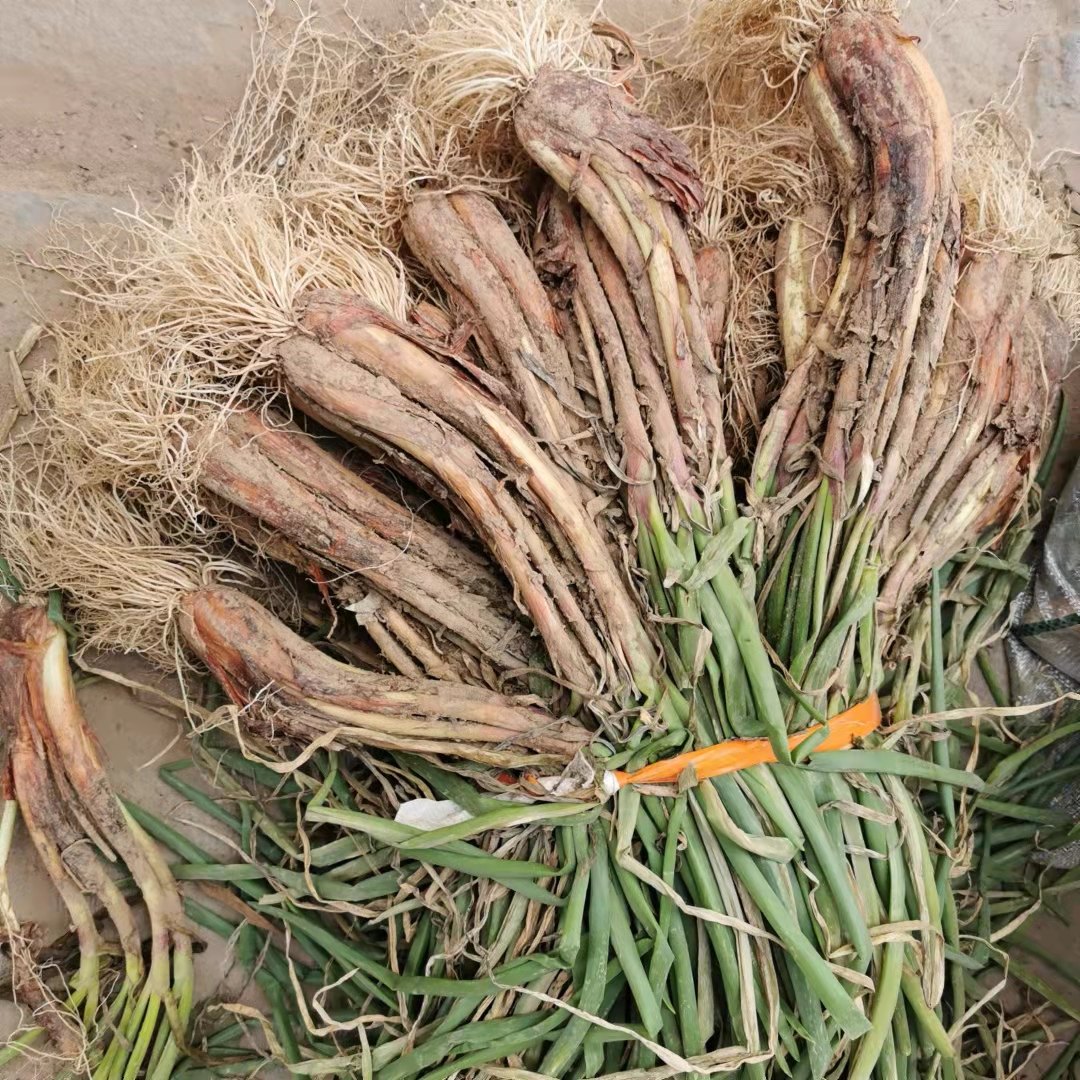 陕北红葱旱地山地红皮炒菜羊肉佐料新鲜大葱葱类