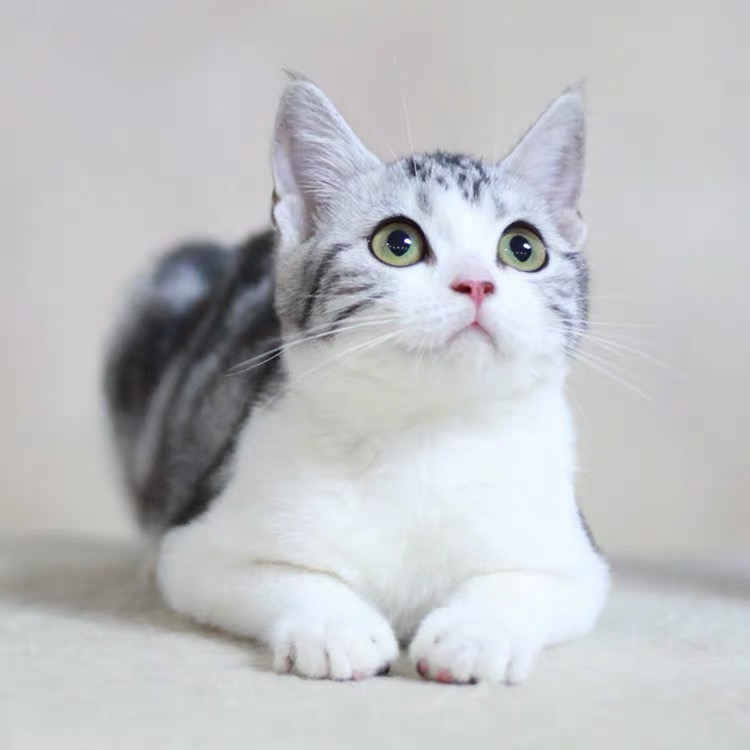 纯种美短美国短毛猫美短起司美短加白幼猫活体猫咪