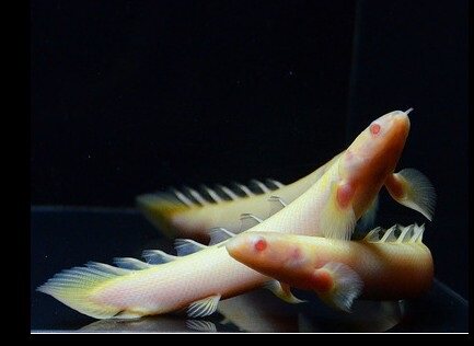 恐龙红眼宠物大型水族观赏鱼热带九角龙鱼龙王仿真