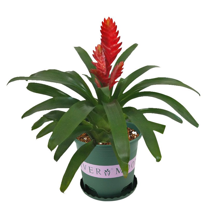 鸿运当头玉扇盆栽客厅花卉水培植物室内花好养易时令草本花卉