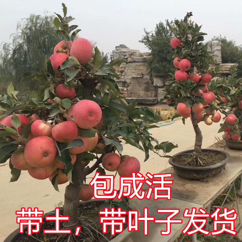 苹果盆栽栽种方地北方南方苗花冰糖糖心红富士果树
