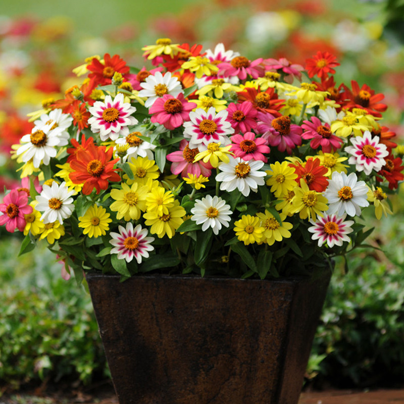 百日草满天星盆栽花卉绿植办公办公室室内桌面观花时令草本花卉