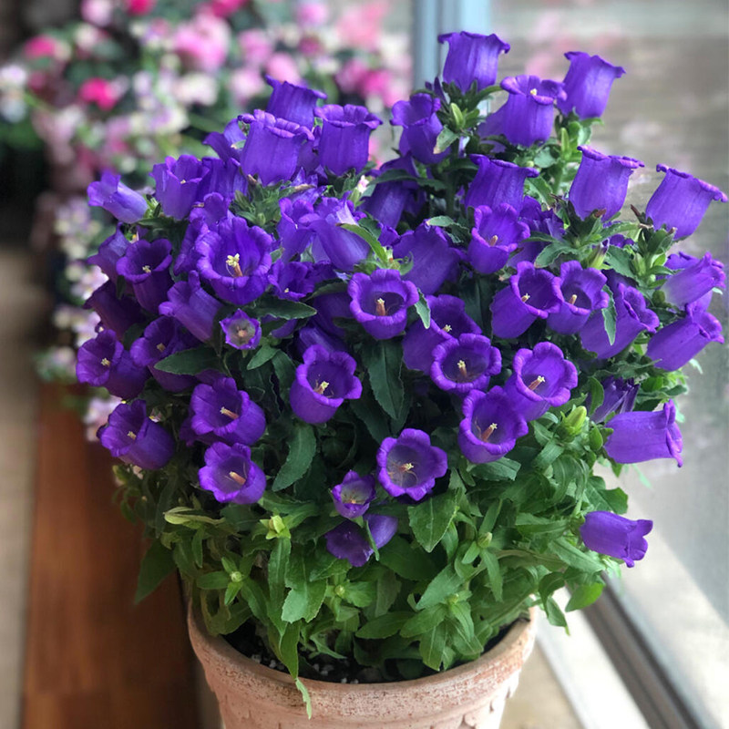 植物盆栽风铃花盆花种四季种易庭院花卉观花时令草本花卉