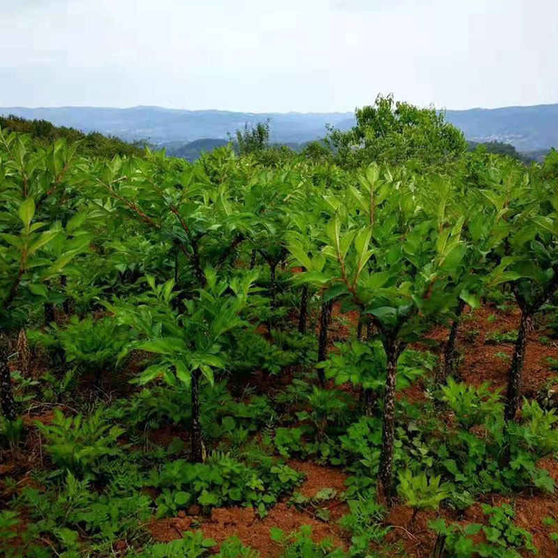 2021新鲜魔芋头生魔芋云南农家现挖大个正宗魔芋能打磨宇豆腐的