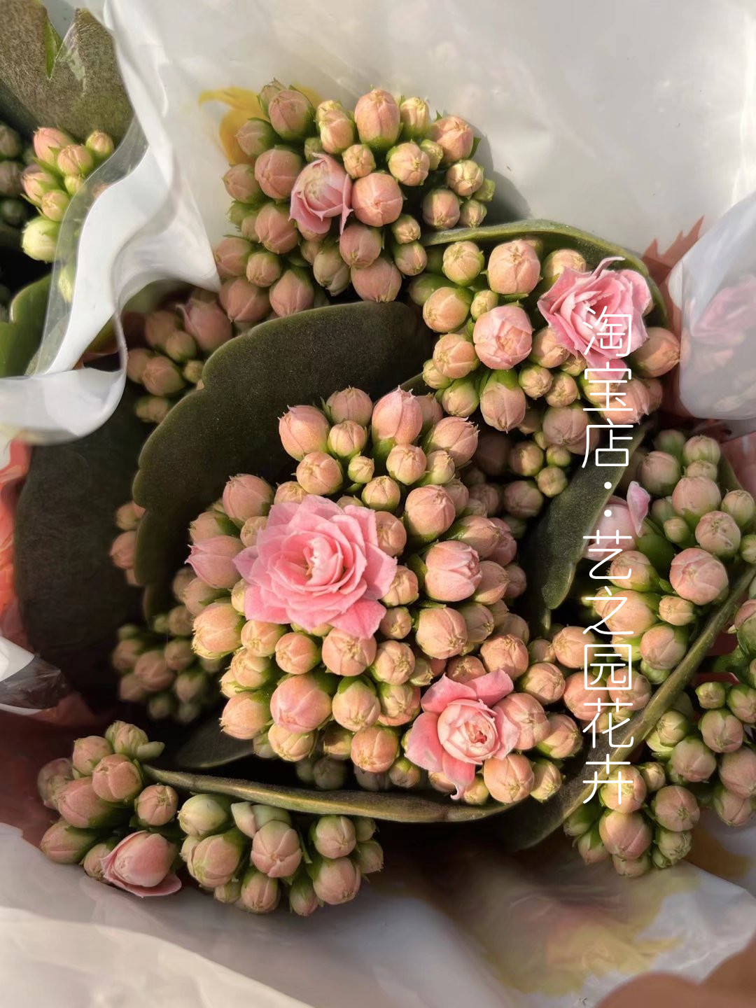 奶油长寿花盆盆栽花苞新品种粉色糖果重瓣稀有时令草本花卉