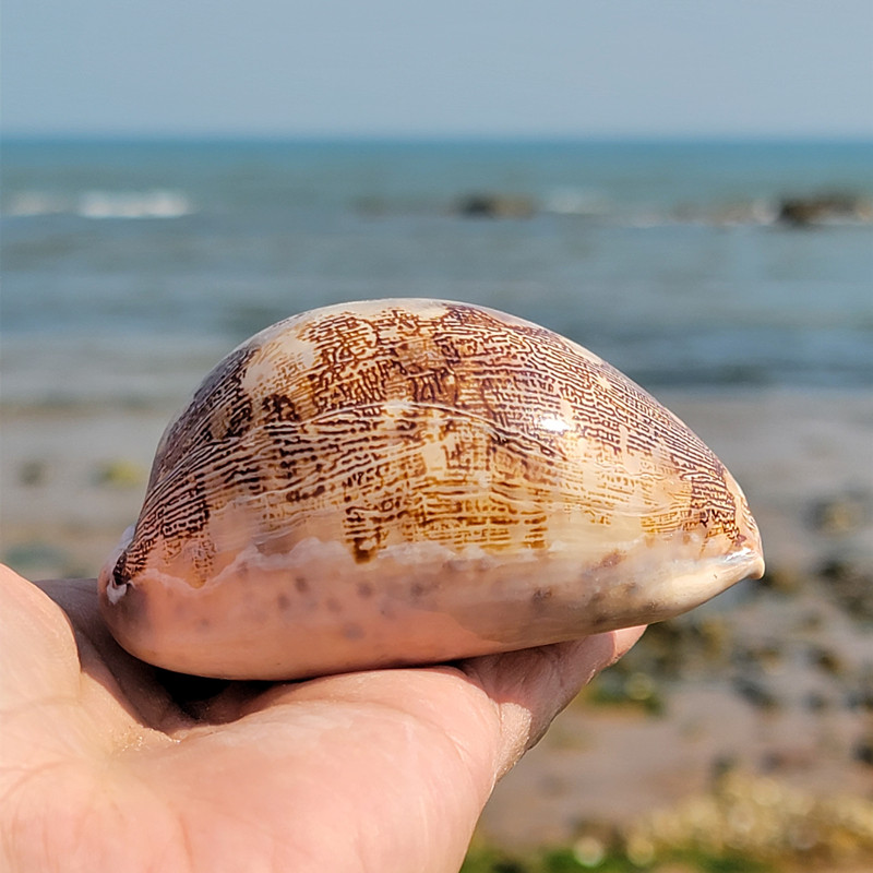 天然超大海螺贝壳大海海星地图宝螺鱼缸珊瑚海螺