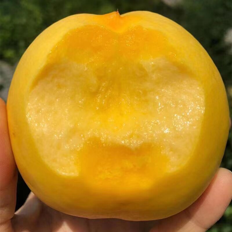 山东蒙阴5斤黄金油桃黄桃新鲜水果应季孕妇脆甜桃子大果蜜桃3斤