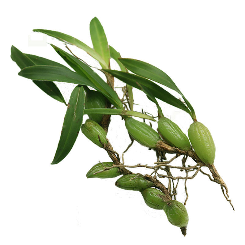 双叶煲汤单叶种植人工材料石仙桃珠岩仙桃新鲜其他药食同源食品