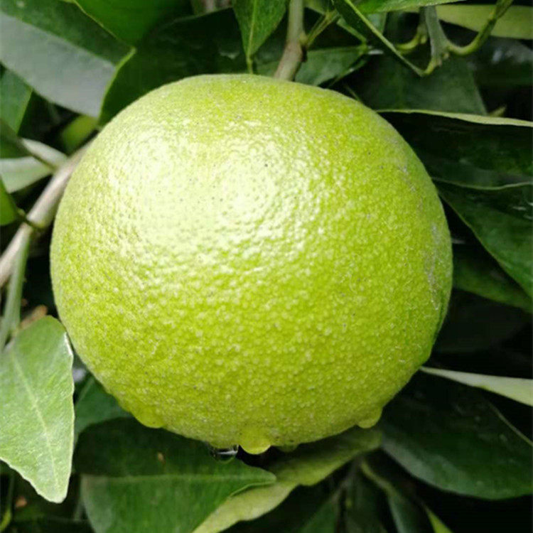 领域老释推荐桂林香妃橙纯甜不酸5斤装