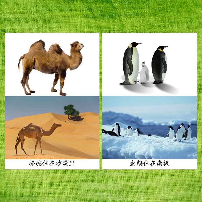 动物住在哪里认知卡自闭症训练卡片孤独症儿童语言aba早教塑封卡