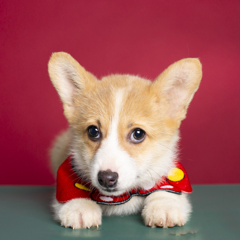 柯基威尔士黄白双色三色三色纯纯种幼犬短腿宠物狗狗狗