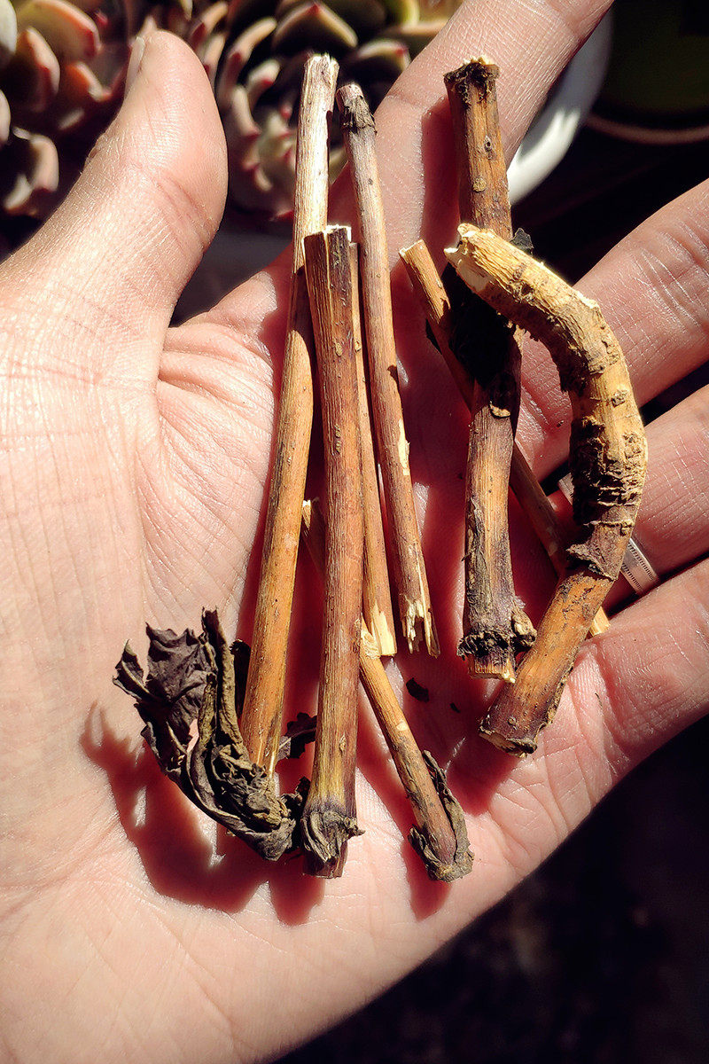 2021新货包邮净重300g袋装西藏野生正品藏茵陈茶可配龙胆花