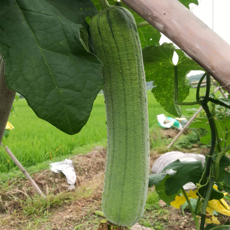 丝瓜新鲜5斤包邮重庆农家种菜孕妇当季蔬菜其它