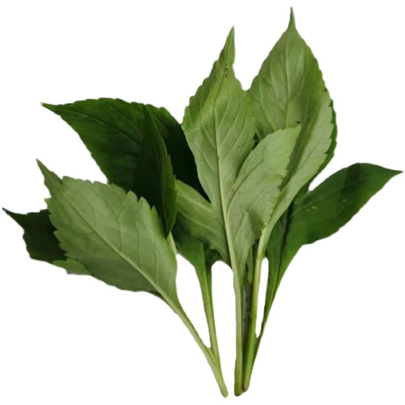 苦斋苦菜新鲜1斤包邮野生苦丁绿色煲汤野菜其它