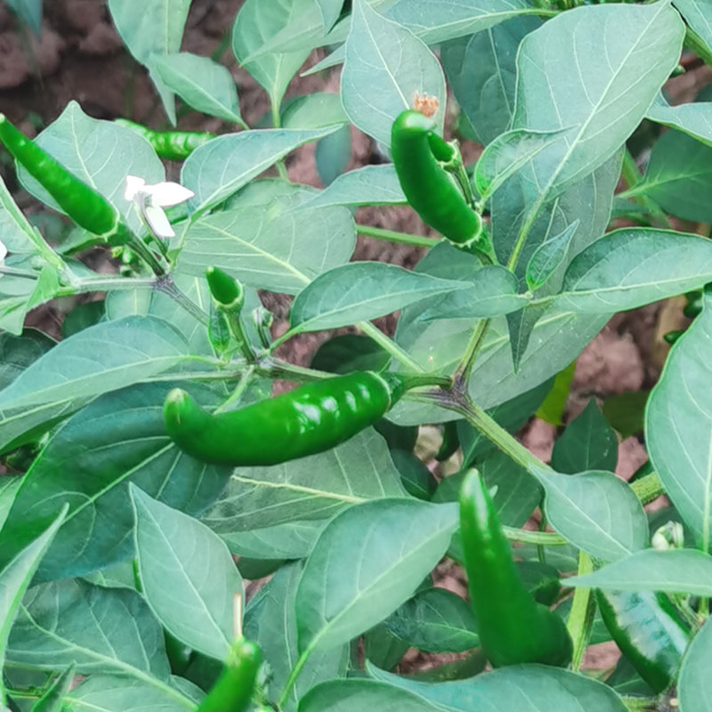 新鲜辣椒特辣朝天椒可剁椒泡椒超辣蔬菜包邮现辣椒