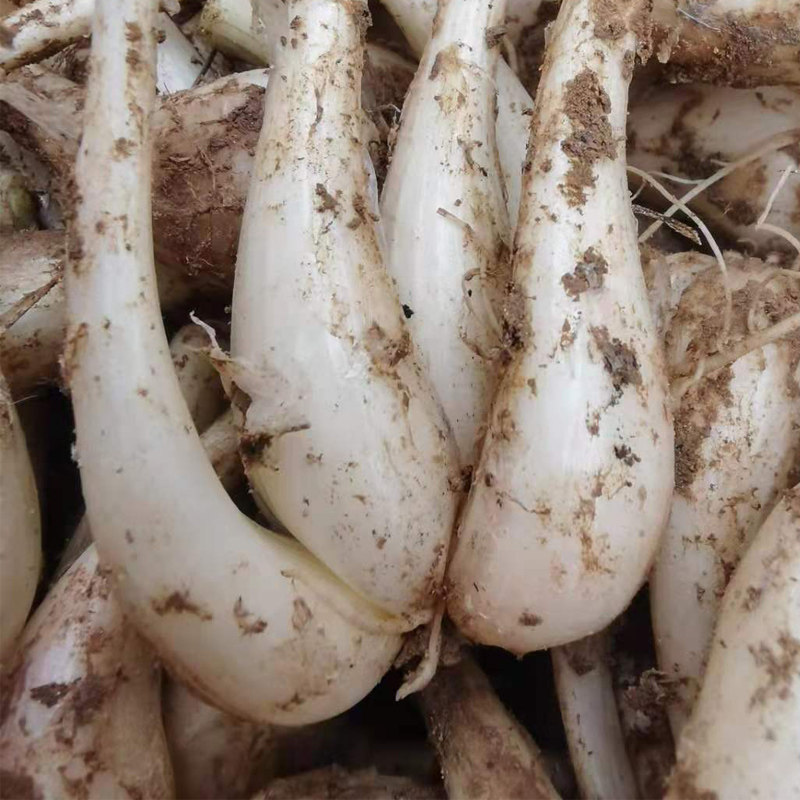 教头新鲜蔬菜农家自种2斤小荞头时令下饭饭菜其它