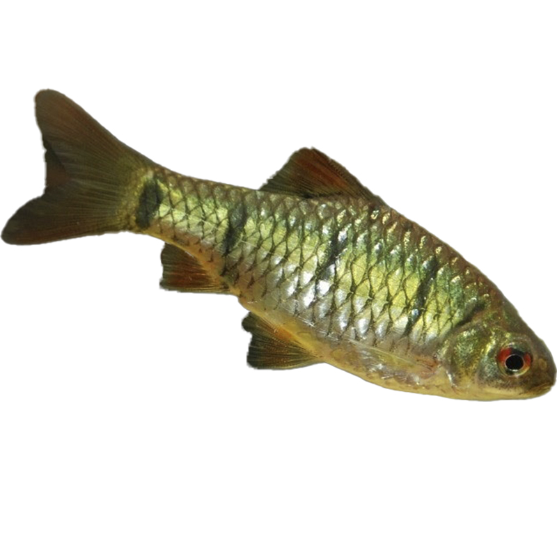 条纹小鲃原生冷水鱼野生活体包邮二须鲃观赏鱼中国鱼