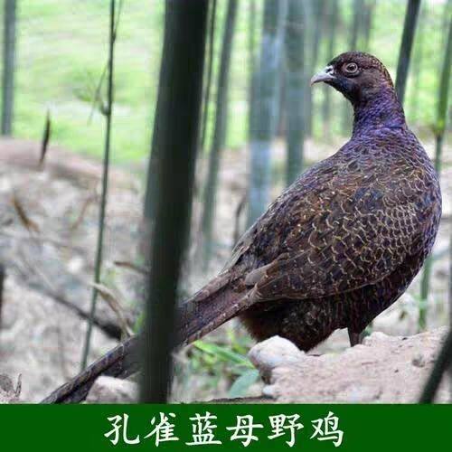 孔雀蓝山鸡蛋鸡种蛋七彩山鸡种蛋可孵化受精蛋高受精30枚包邮