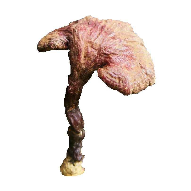 灵芝野生特级切片整枝有柄100g农家整枝灵芝