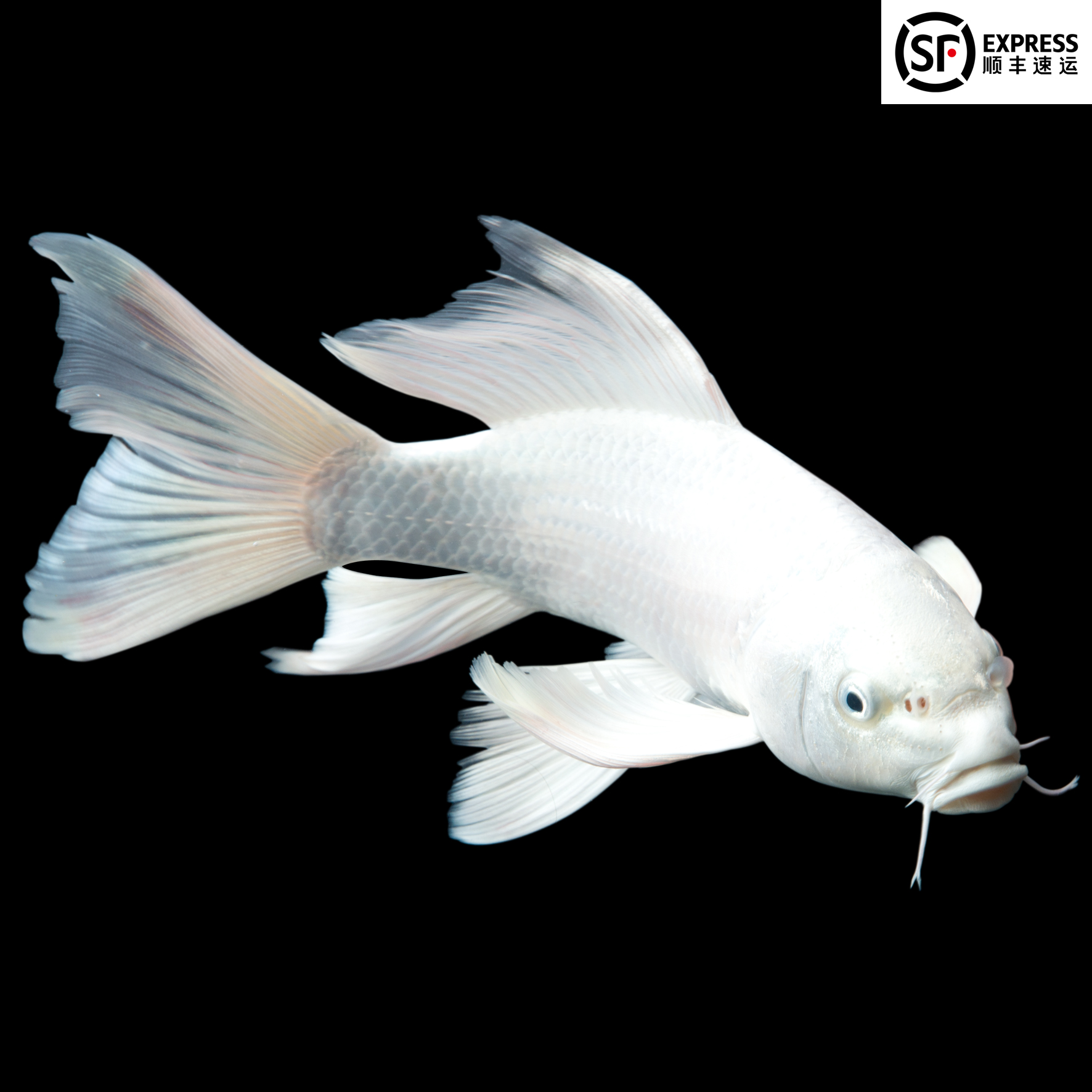 锦鲤白金白锦鲤观赏鱼冷水鱼白金龙龙凤短尾长尾鱼苗镇鱼