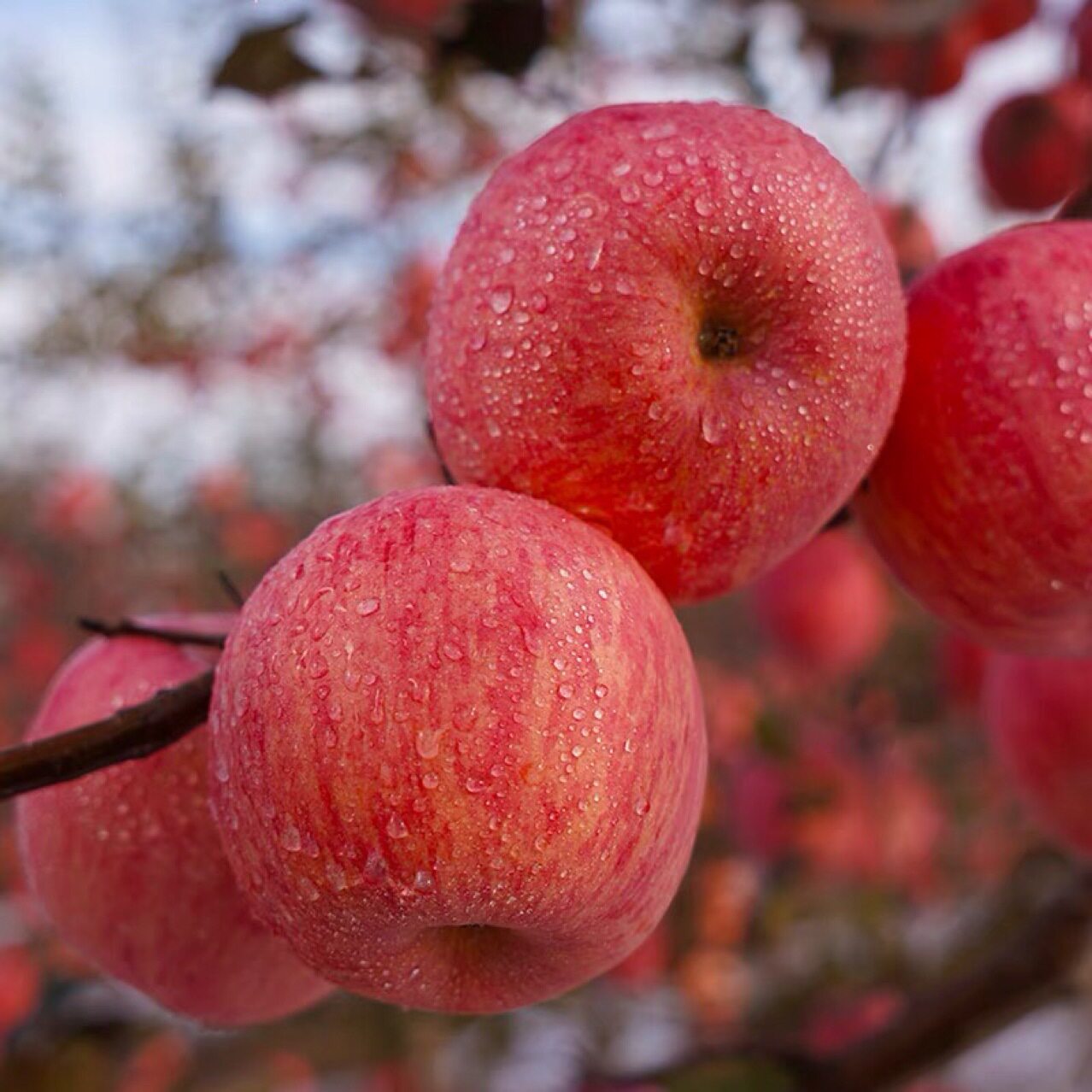 陕西洛川红富士苹果脆甜新鲜水果当季整箱10斤苹果