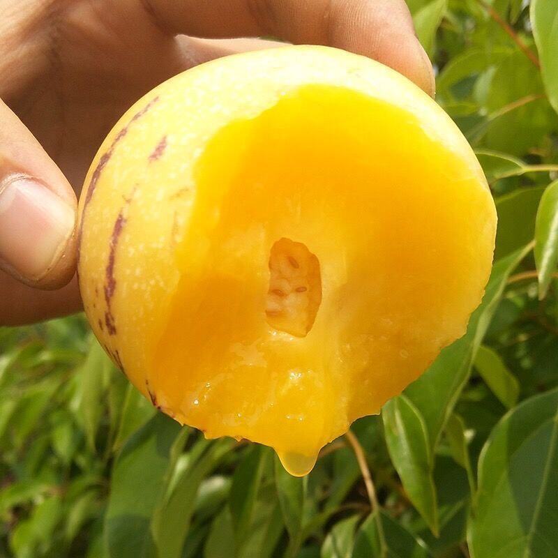 甘肃民勤沙漠人参果七彩低糖黄肉长果特级野生人参果