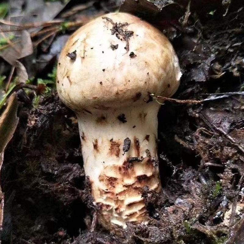 松茸新鲜500g香格里拉鲜松茸菌1013cm云南特产野生新鲜松茸