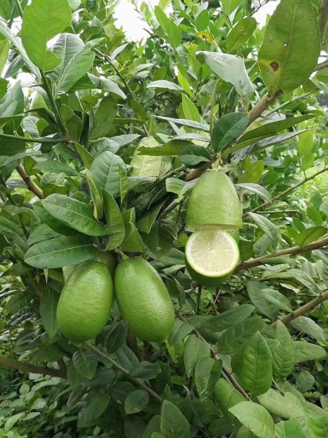 四季柠檬果树苗无核四季青青柠檬台湾香水柠檬盆栽果树