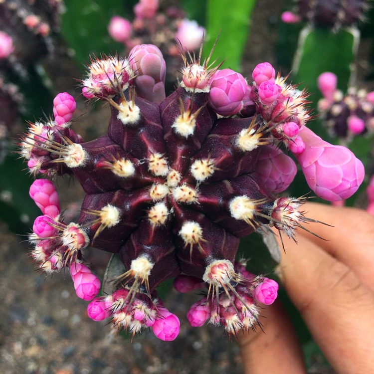 紫牡丹仙人球会开花的嫁接带柱子球春夏开花室内多肉植物盆栽花卉