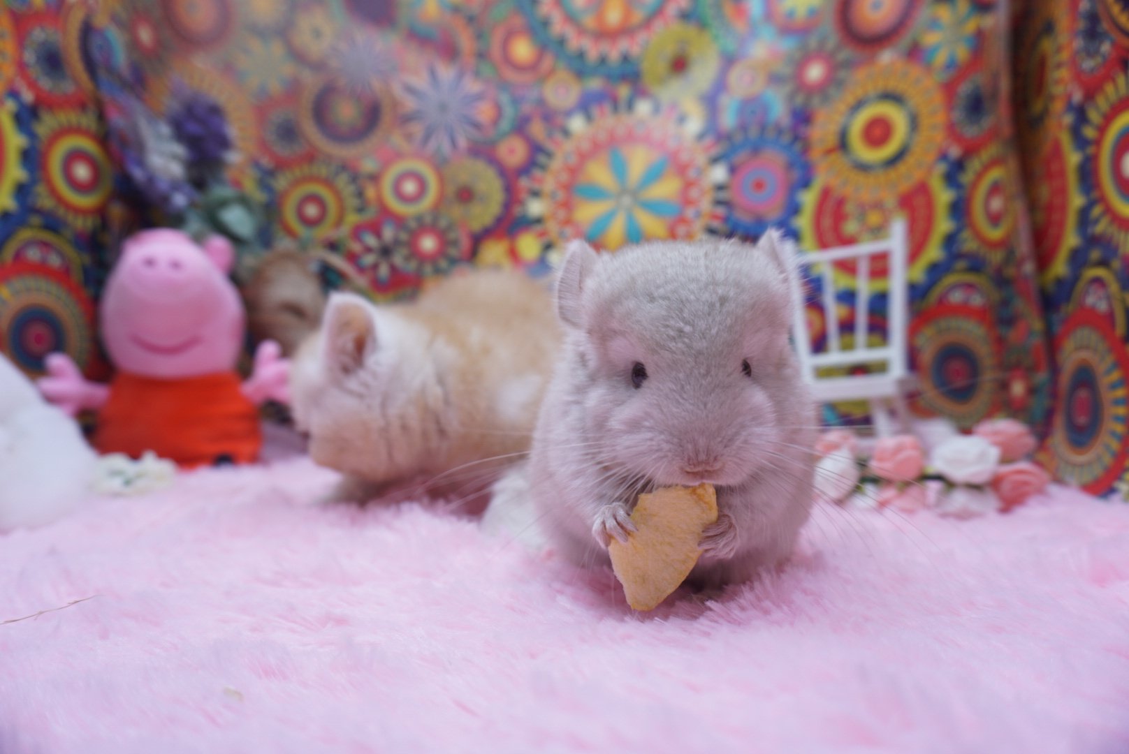 大婶龙猫活物活体自家繁殖宝宝紫灰标灰银斑宠物小幼崽支持送到家