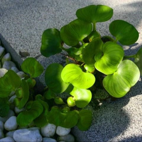 水草水葫芦浮性养殖鱼池水草苗鱼缸活体水生植物水草