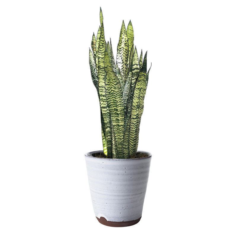 青叶虎尾兰银脉虎皮兰盆栽室内办公室植物 防辐射吸甲醛净化绿植