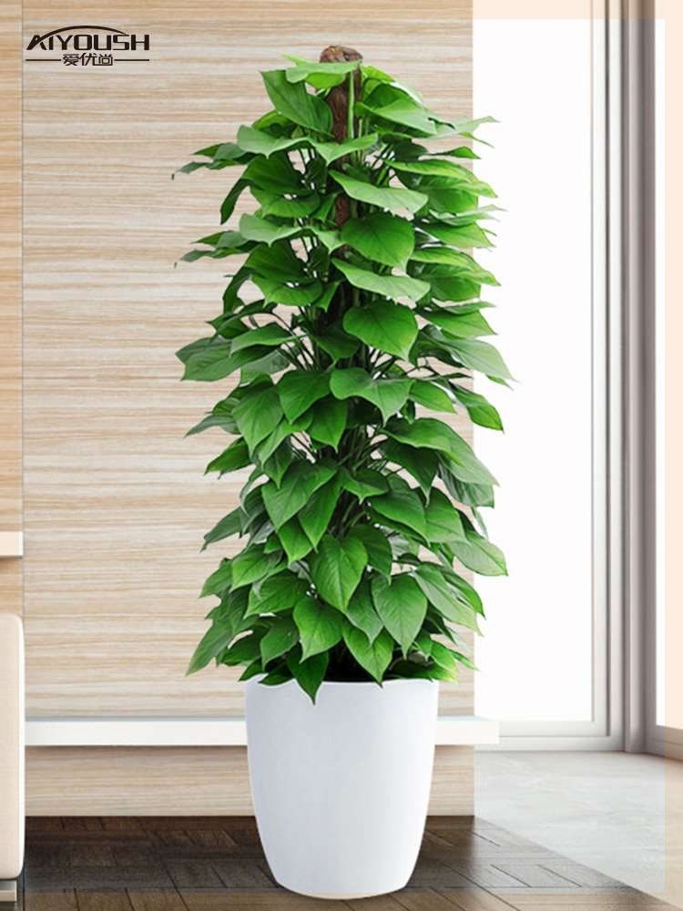 室内绿植大型家里适合教室盆栽客厅禄植真花大型绿植