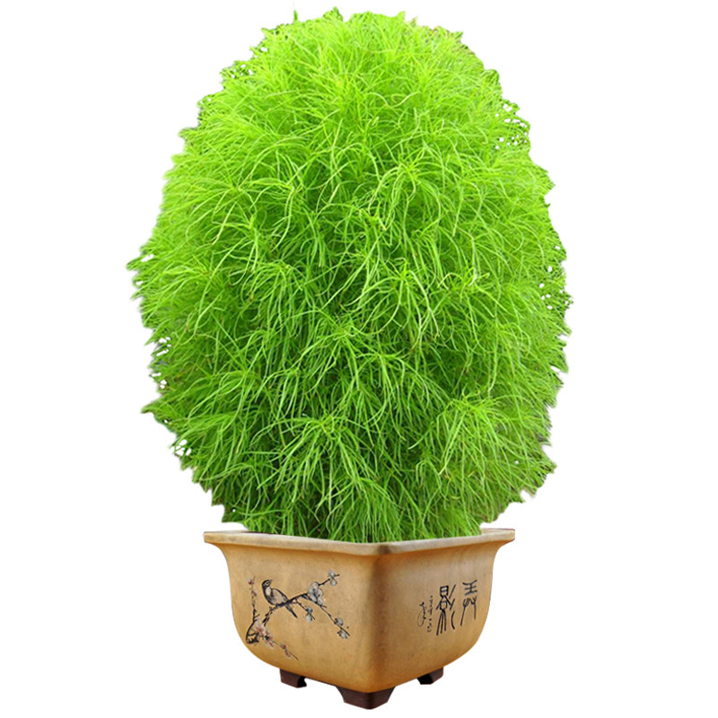 红叶地肤盆栽种籽四季易种室外庭院草坪绿化家庭园艺种子