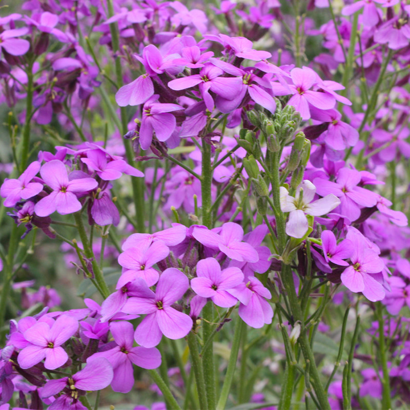 蓝香花籽多年生宿根花卉春秋播种室外庭院景观家庭园艺种子