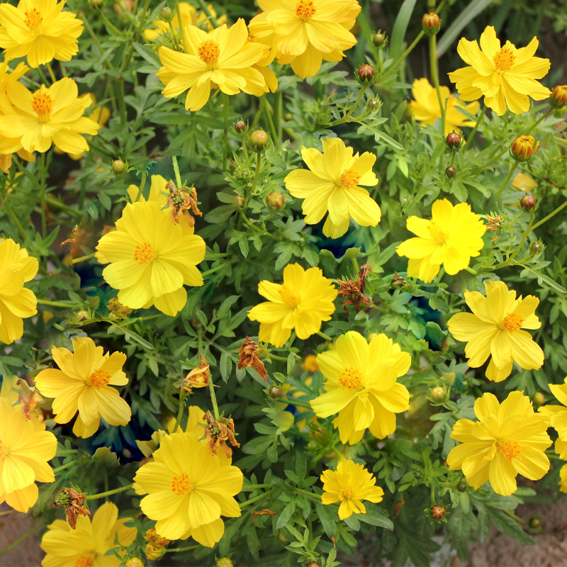 易种硫华菊种子黄波斯菊道路庭院黄秋英室外阳台花籽开花不断四季