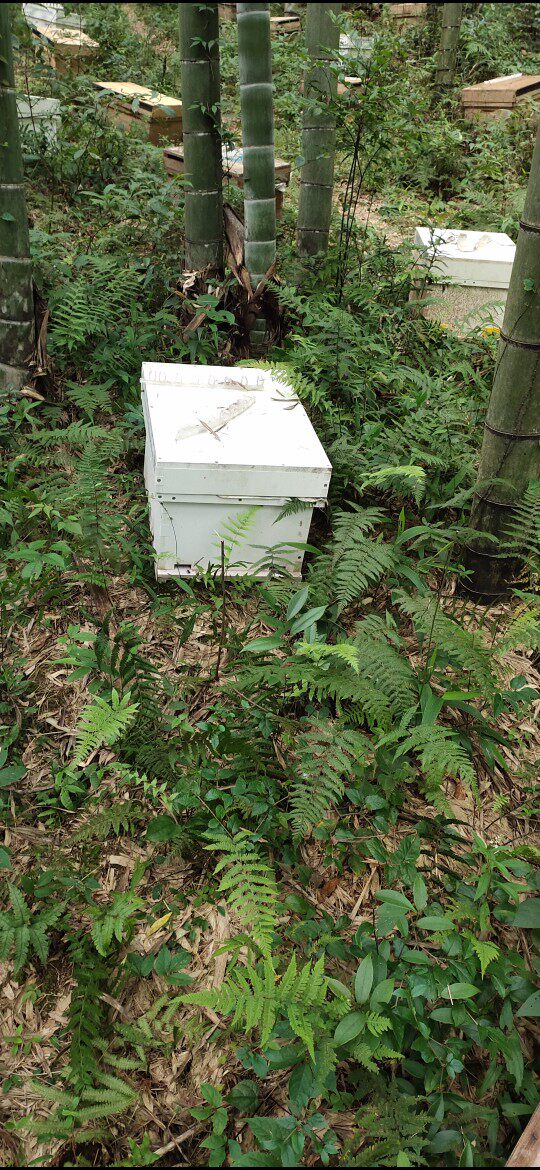 七框49型塑料蜂箱pvc环保中蜂蜂桶养蜂工具专用蜂蜜箱免煮蜡蜂箱