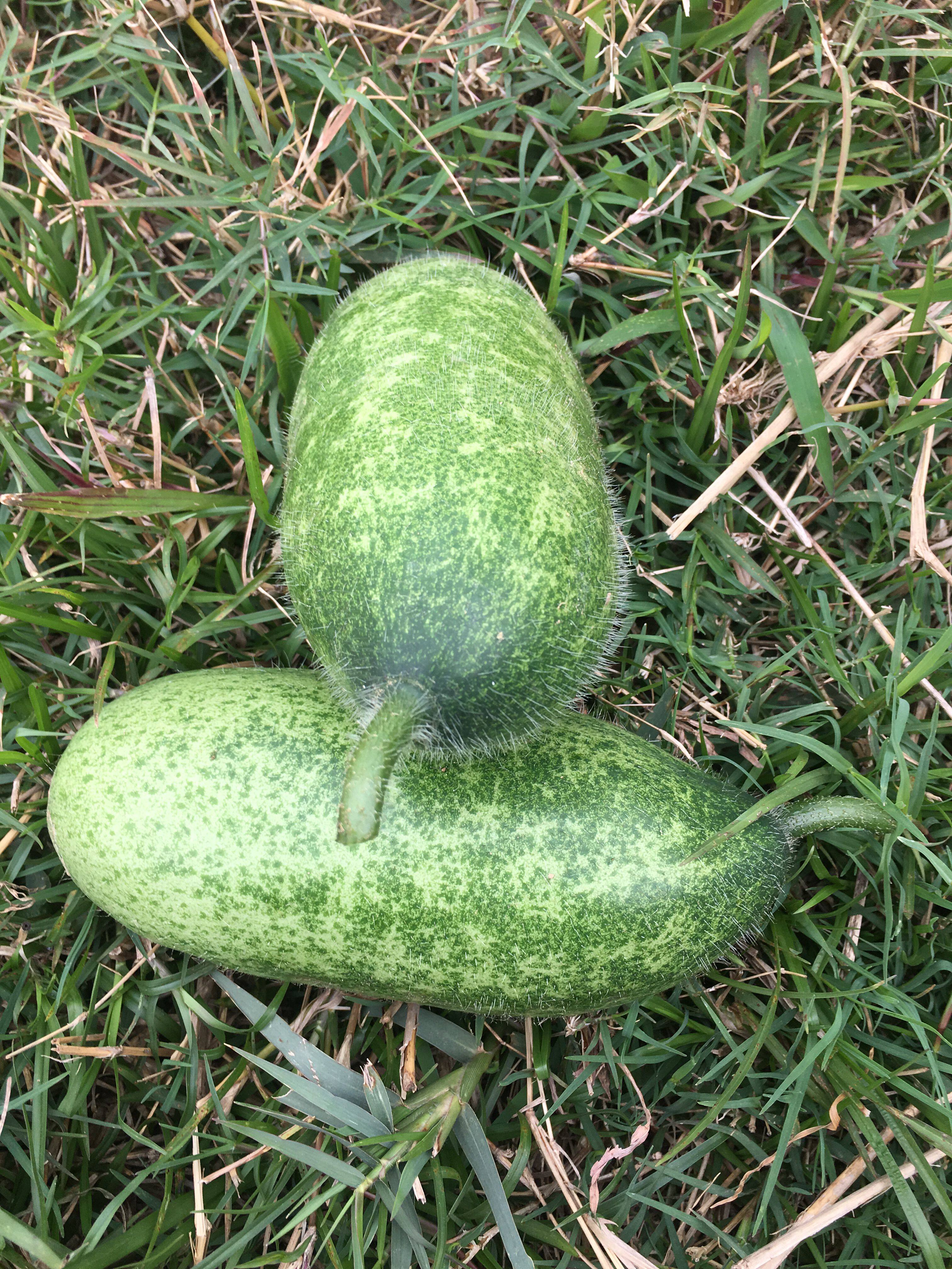 冬瓜新鲜广西农家自种毛节瓜嫩毛应季蔬菜现摘其它