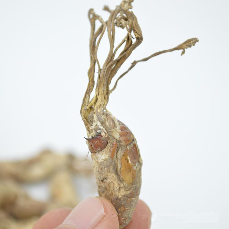 亳佰精选金蝉新货蝉花正宗100克包邮虫草花蝉金蝉花