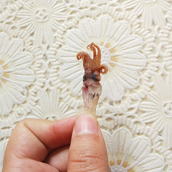 新鲜乌贼头500g海兔籽乌头干笔管鱼