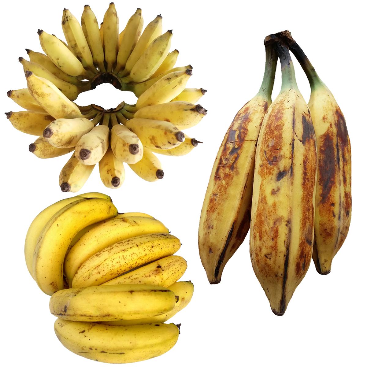 香蕉与芭蕉的区别 香蕉与芭蕉的功效区别 | 说明书网