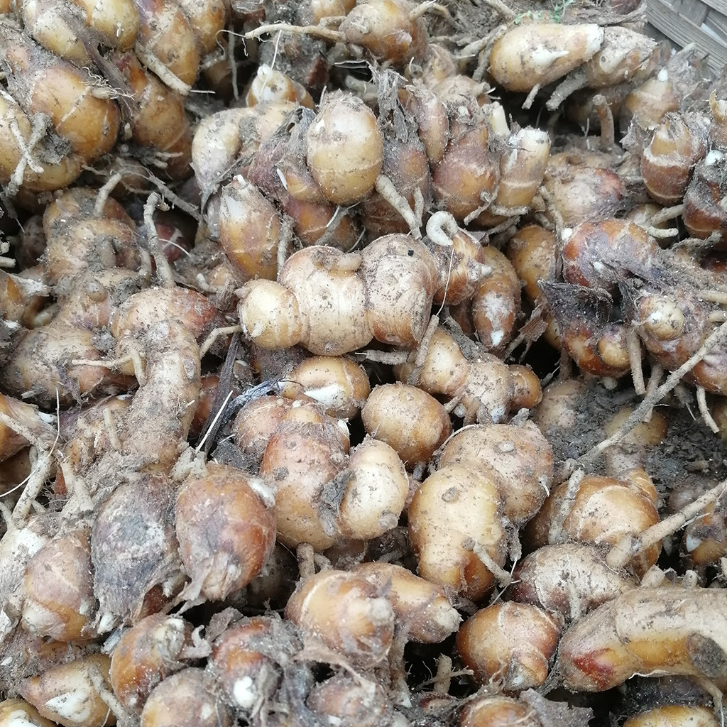 沙姜新鲜山奈足1斤半斤正宗广东高州白切鸡调味料生姜