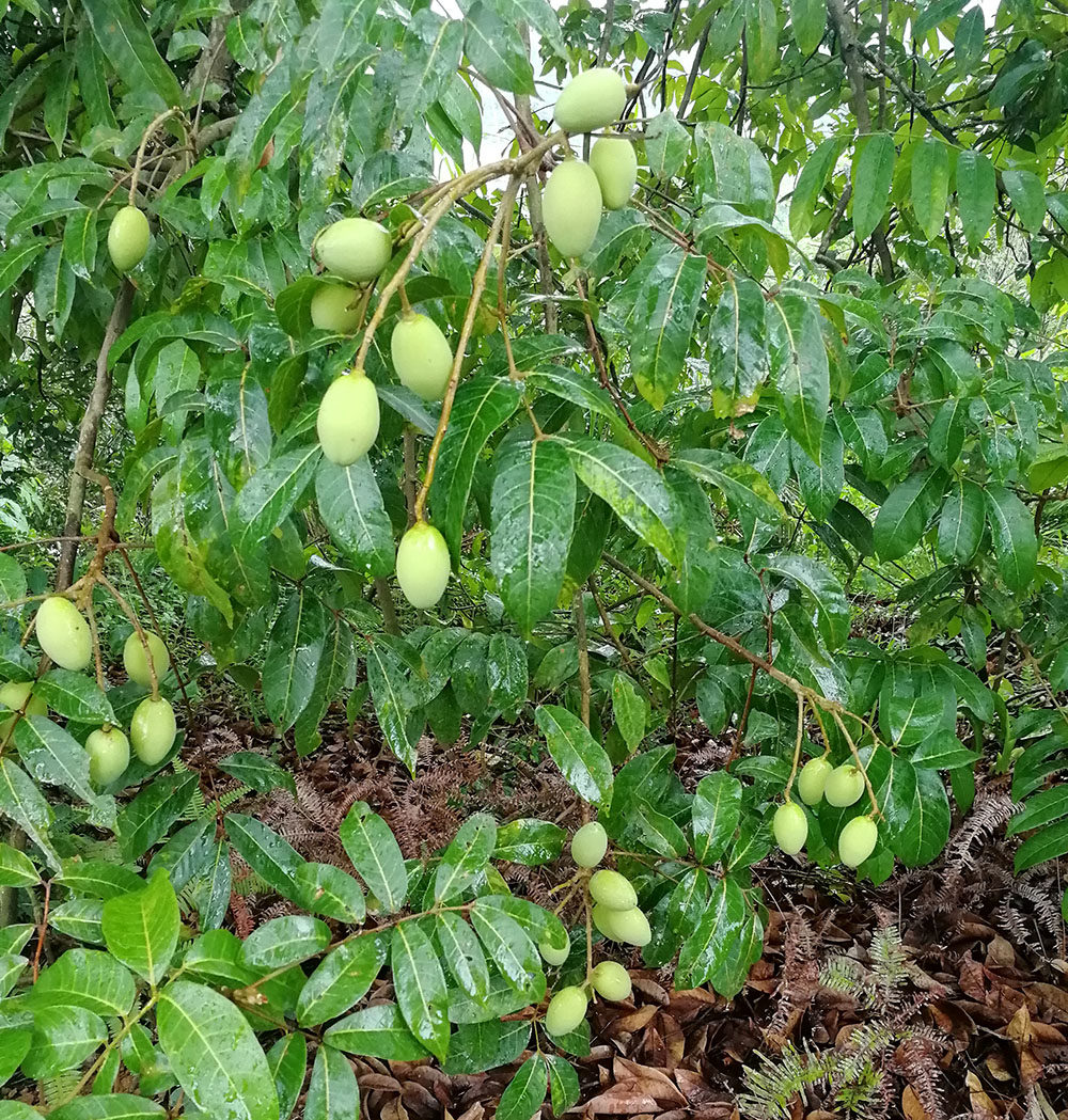 高州新鲜黄榄黑榄角2斤橄榄现摘现发茂名包邮其它
