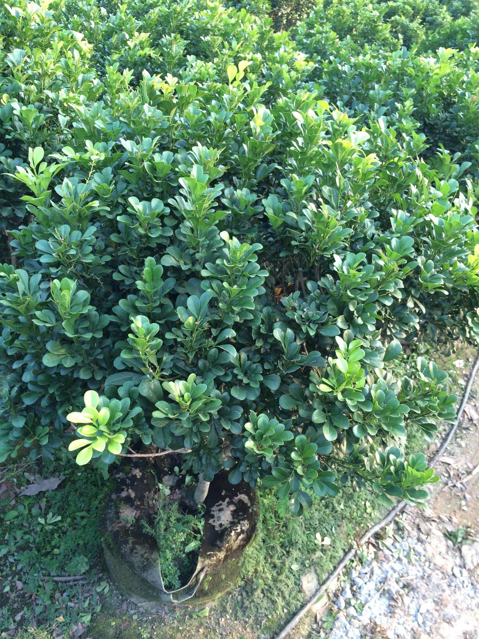 米兰80公分米仔珠兰深圳绿化苗木乔木灌木价格观叶