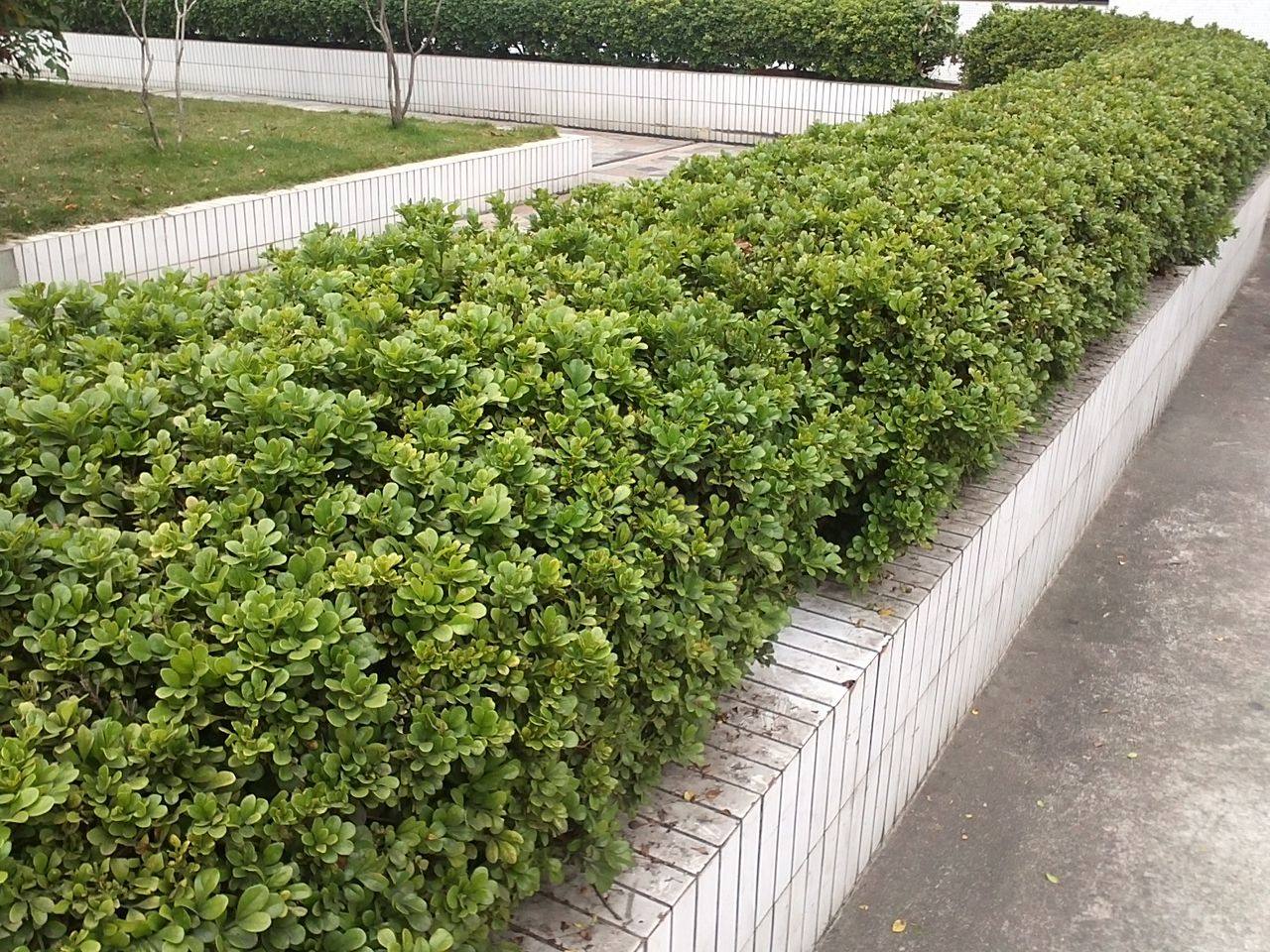 米兰80公分米仔珠兰深圳绿化苗木乔木灌木价格观叶