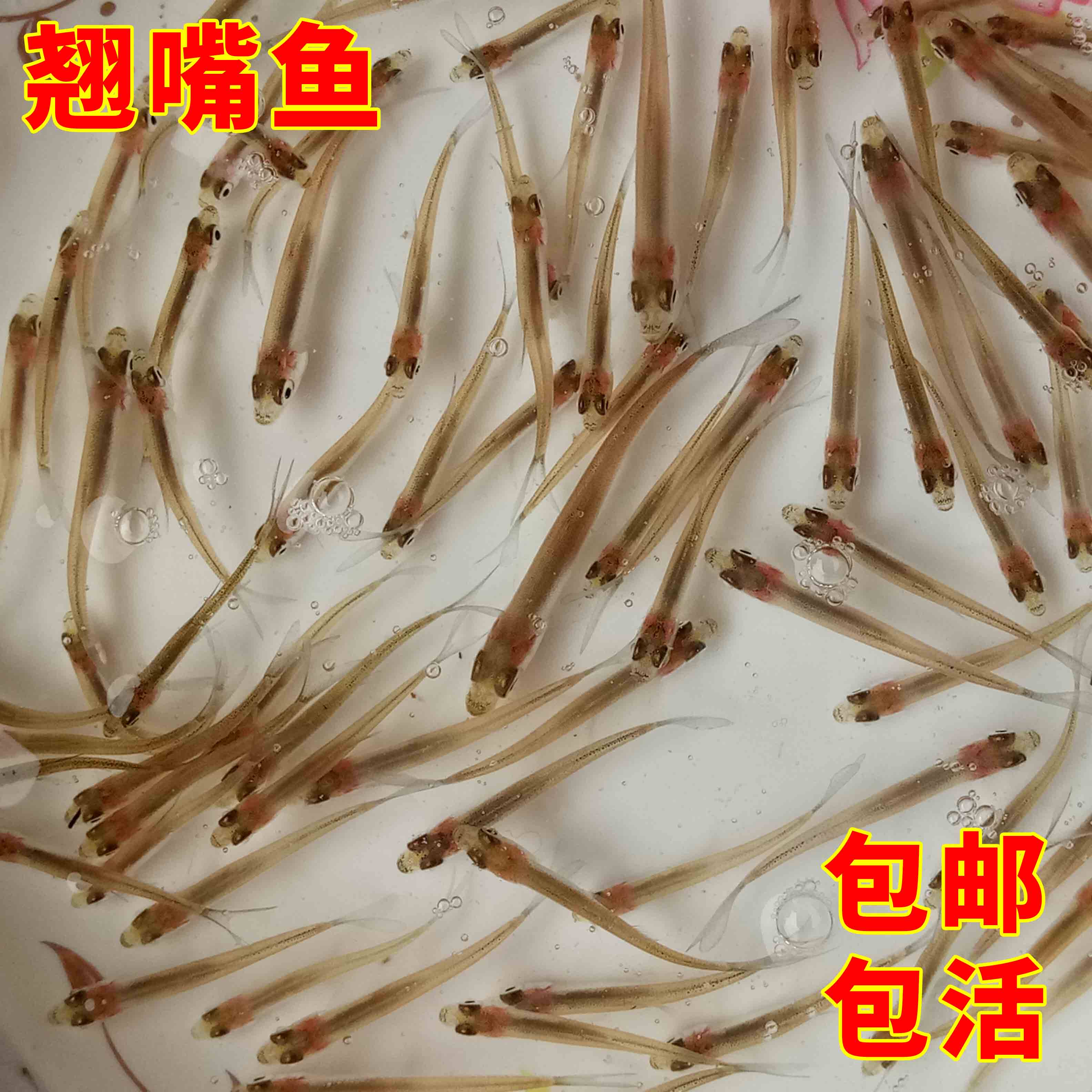 鱼苗翘嘴白条鱼凶猛鱼翘壳活体养殖小型肉食性鱼