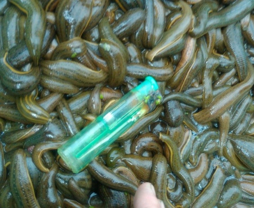 正品水蛭粉500克包邮 野生非同仁堂 水蛭蚂蝗/ 吸血水蛭 高活性