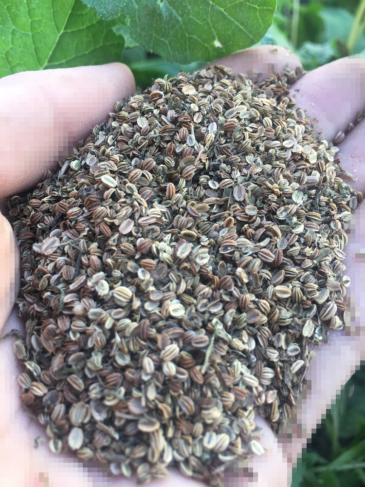 床子蛇床籽蛇米500克搭配苦参荆芥穗青蒿川椒枯其他药食同源食品