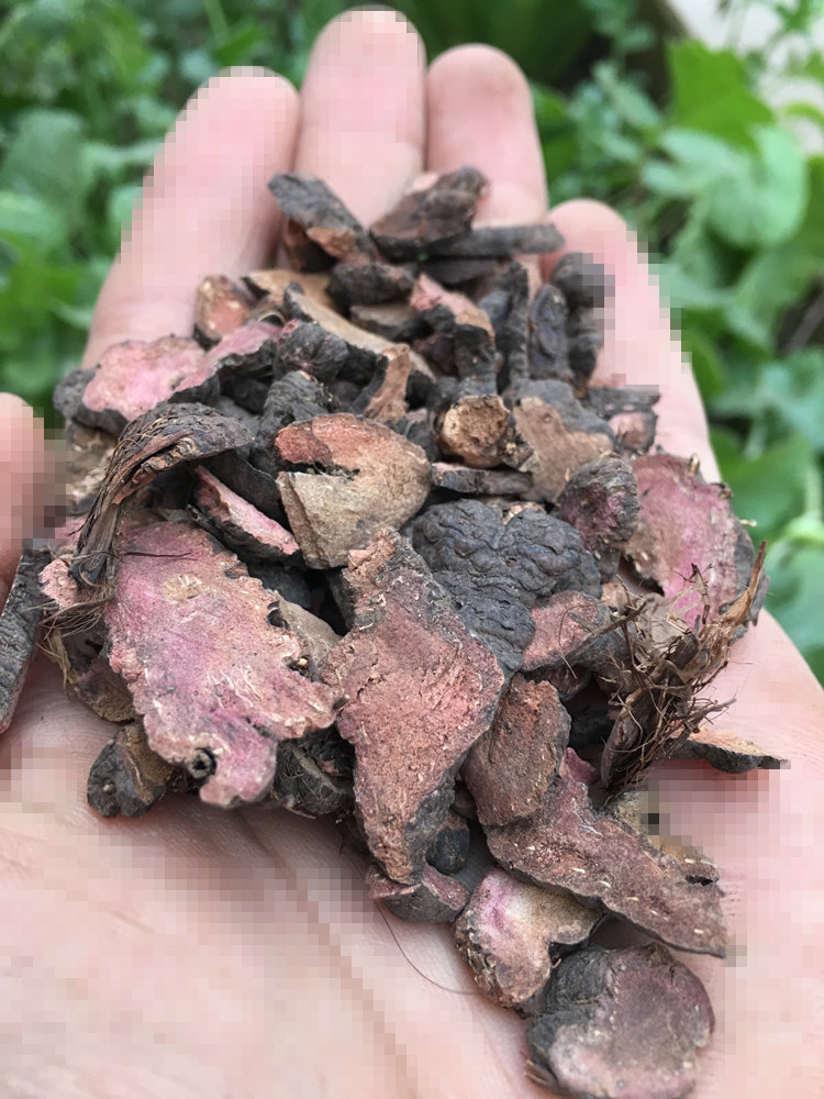 拳参500克紫参草和车石打穿山虾子虾参刀枪药地参红皂休红重楼干