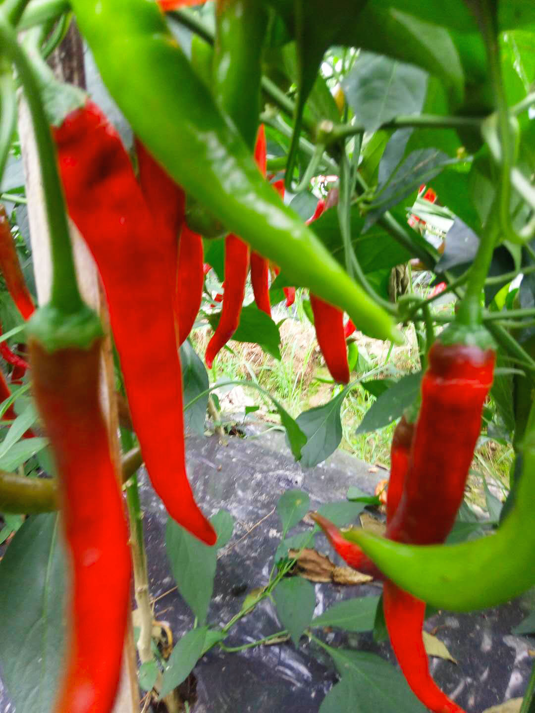 现摘新鲜红辣椒农家肥料种植特辣大红红椒尖椒辣椒酱其它